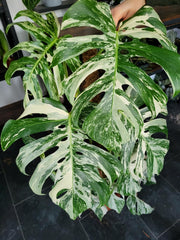 Monstera Variegata XXL