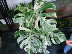 Monstera Variegata XXL