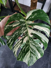 Monstera Variegata XXL