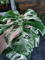 Monstera Variegata XXL