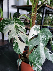 Monstera Variegata XXL