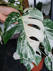Monstera Variegata XXL