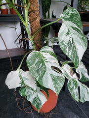 Monstera Variegata XXL