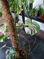 Monstera Variegata XXL