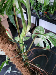 Monstera Variegata XXL