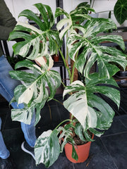 Monstera Variegata XXL