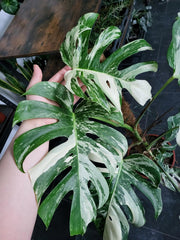 Monstera Variegata XXL