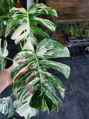Monstera Variegata XXL