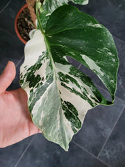 Monstera Variegata XXL
