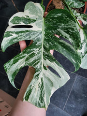 Monstera Variegata XXL