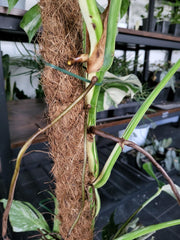 Monstera Variegata XXL