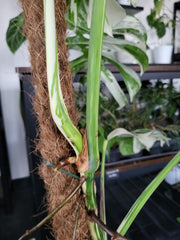 Monstera Variegata XXL