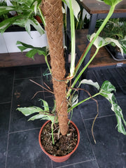 Monstera Variegata XXL