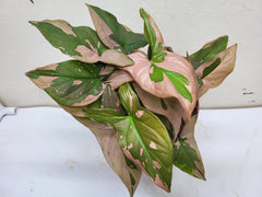 Syngonium Red Spot