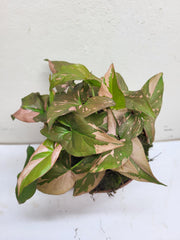 Syngonium Red Spot