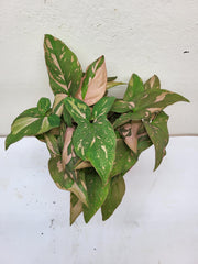 Syngonium Red Spot