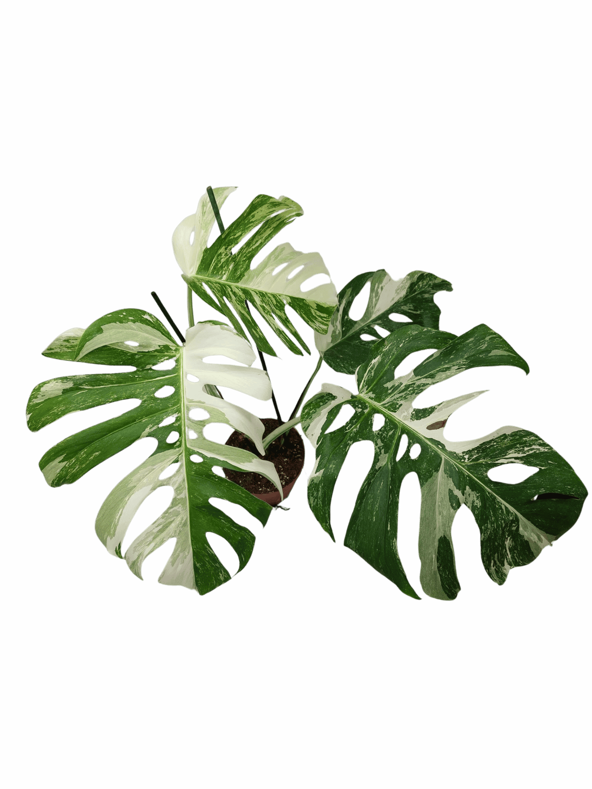 Monstera Variegata Adult