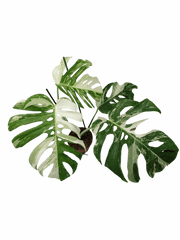 Monstera Variegata Adult