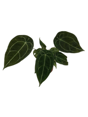 Anthurium Forgetii Silver