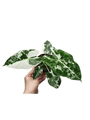 Alocasia Frydek Variegata