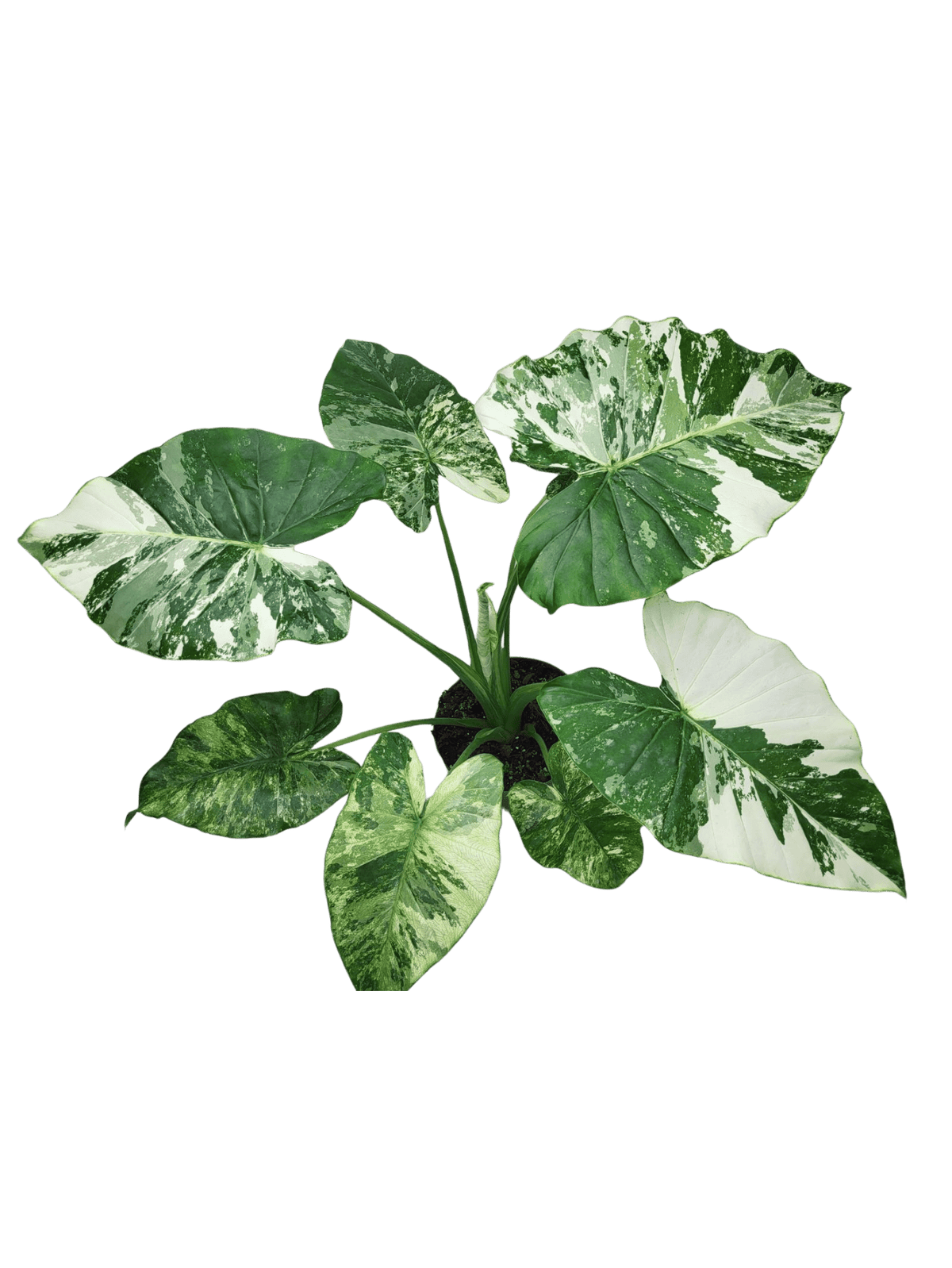 Alocasia Gageana Albo Variegata