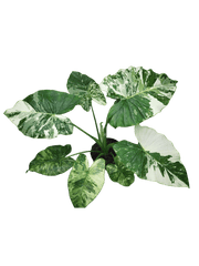 Alocasia Gageana Albo Variegata