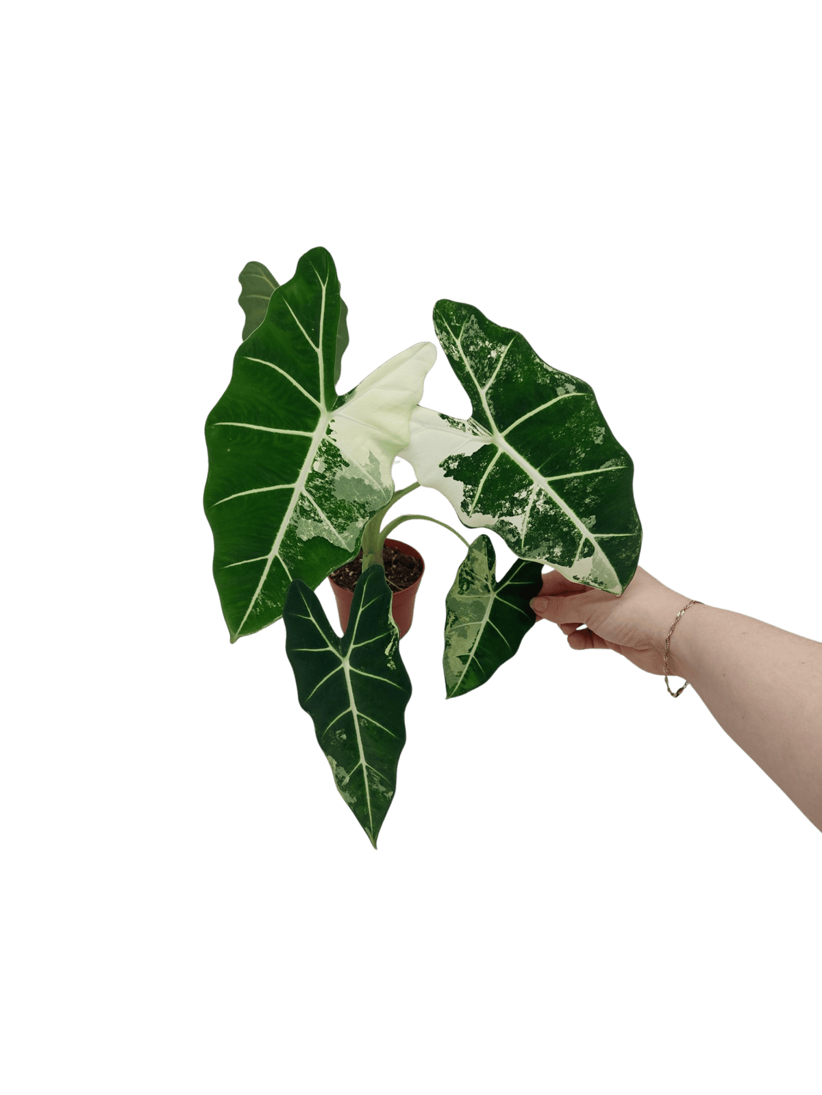 Alocasia Frydek Variegata