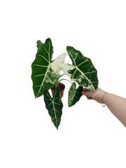 Alocasia Frydek Variegata