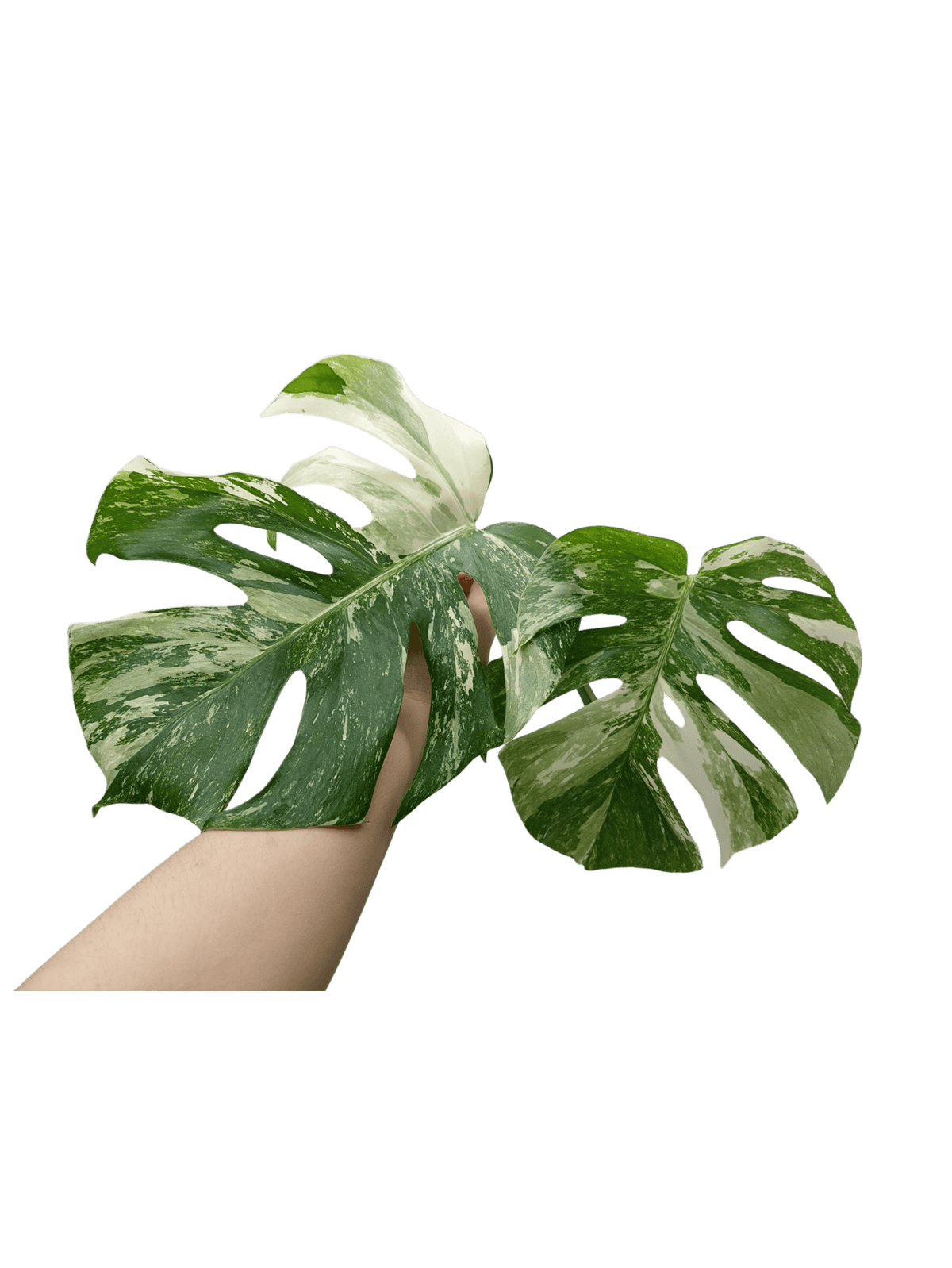 Monstera Variegata Steckling (zum aussuchen)