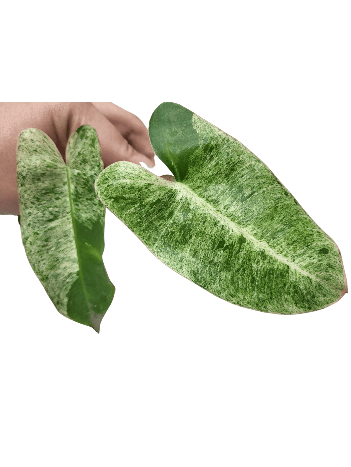 Philodendron Burle Marx Mint