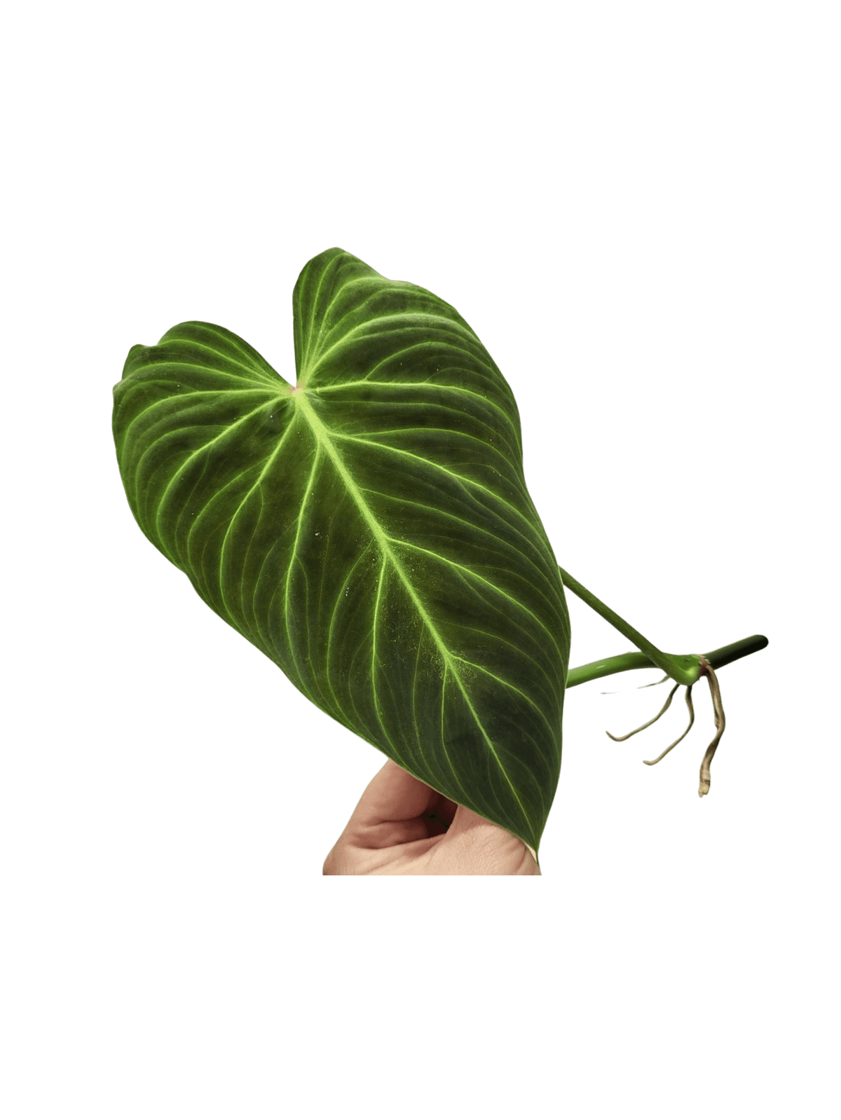 Philodendron Splendid Steckling