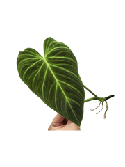 Philodendron Splendid Steckling