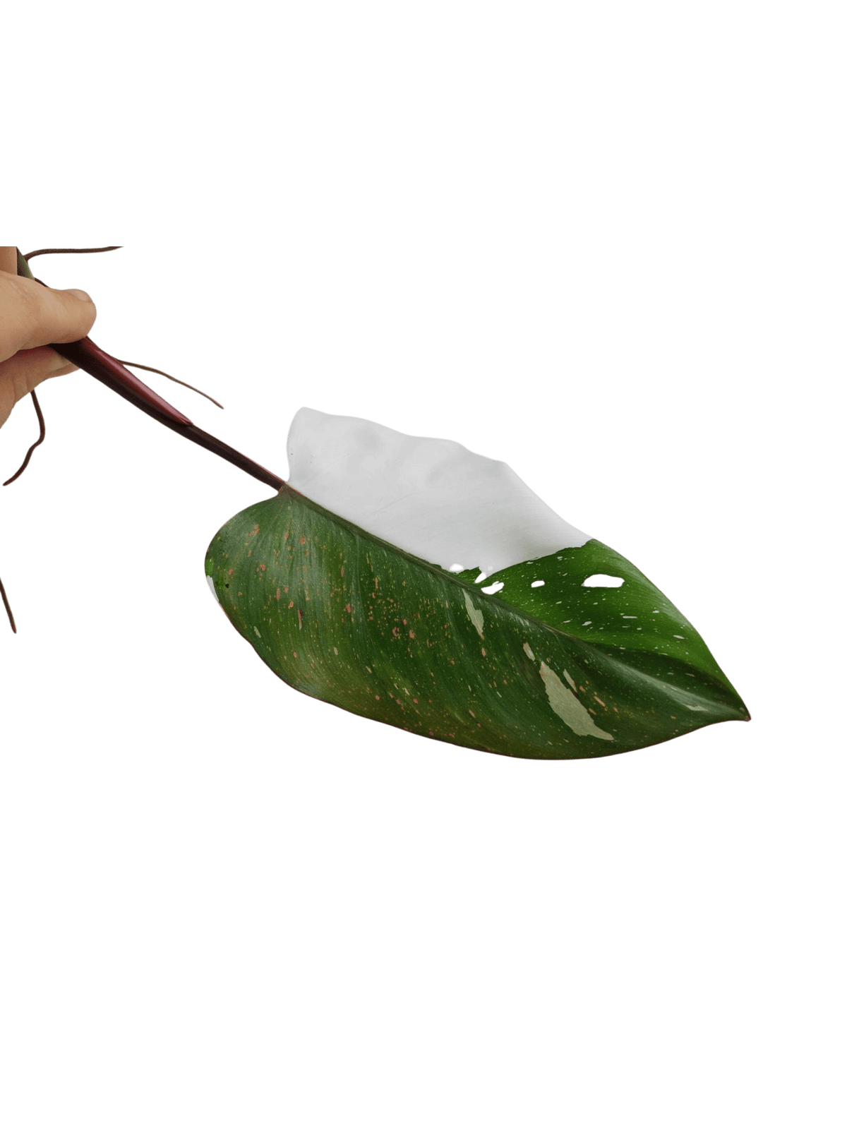 Philodendron Red Anderson Steckling