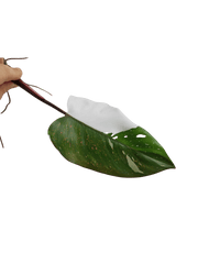 Philodendron Red Anderson Steckling