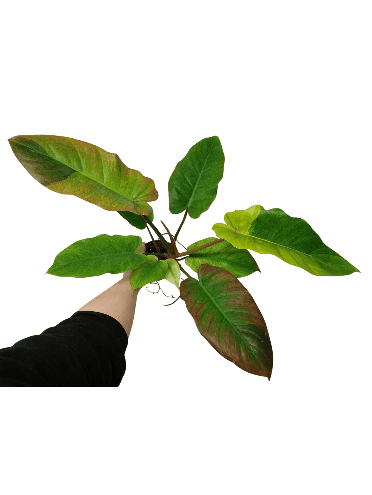 Philodendron Jungle Fever Variegata