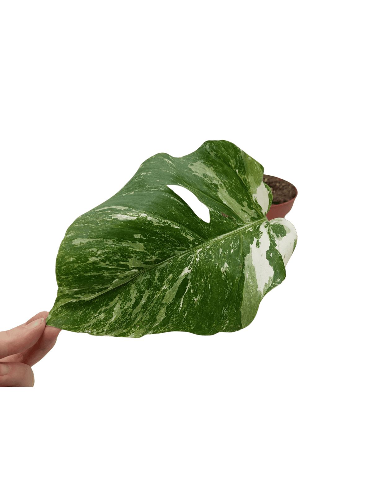 Monstera Variegata Stecklinge eingetopft