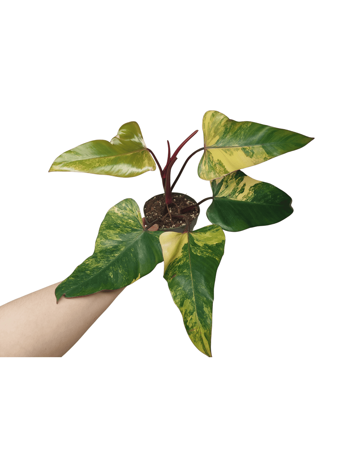 Philodendron Strawberry Shake