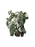 Monstera Variegata buschig