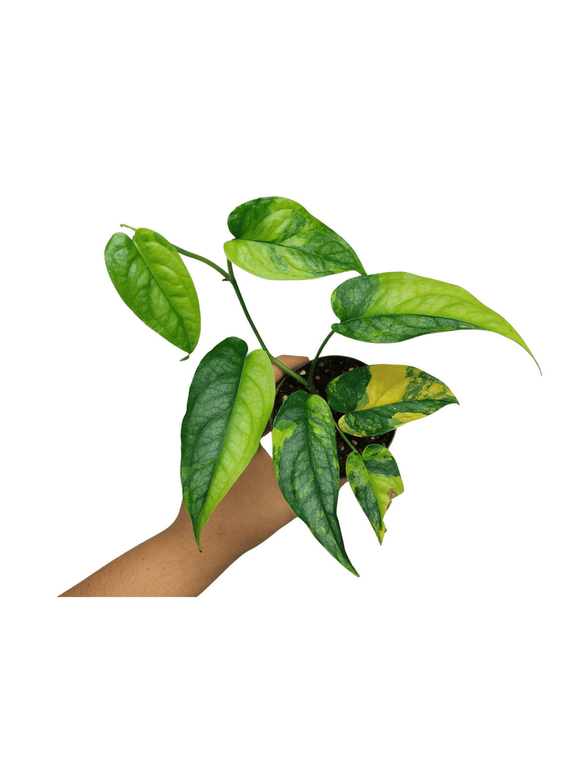 Monstera Siltepecana Aurea