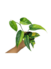 Monstera Siltepecana Aurea
