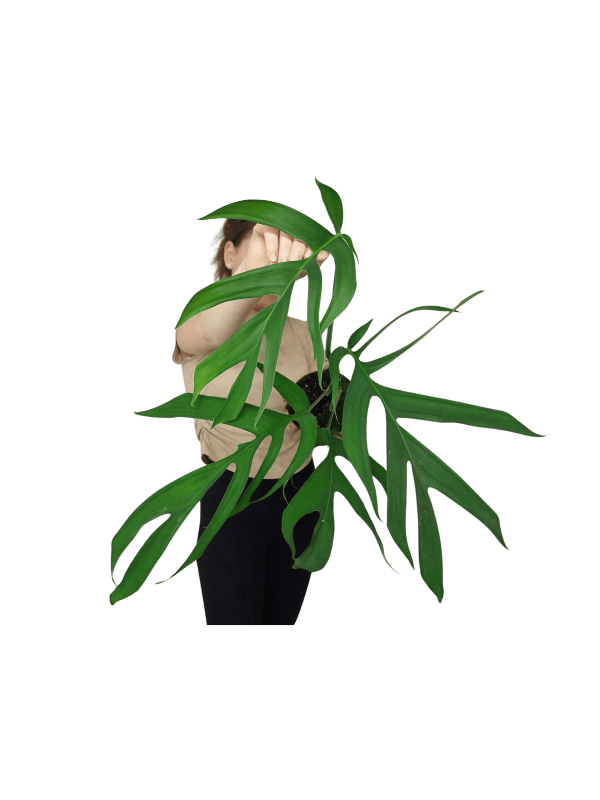 Monstera Croatii