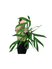 Monstera Croatii