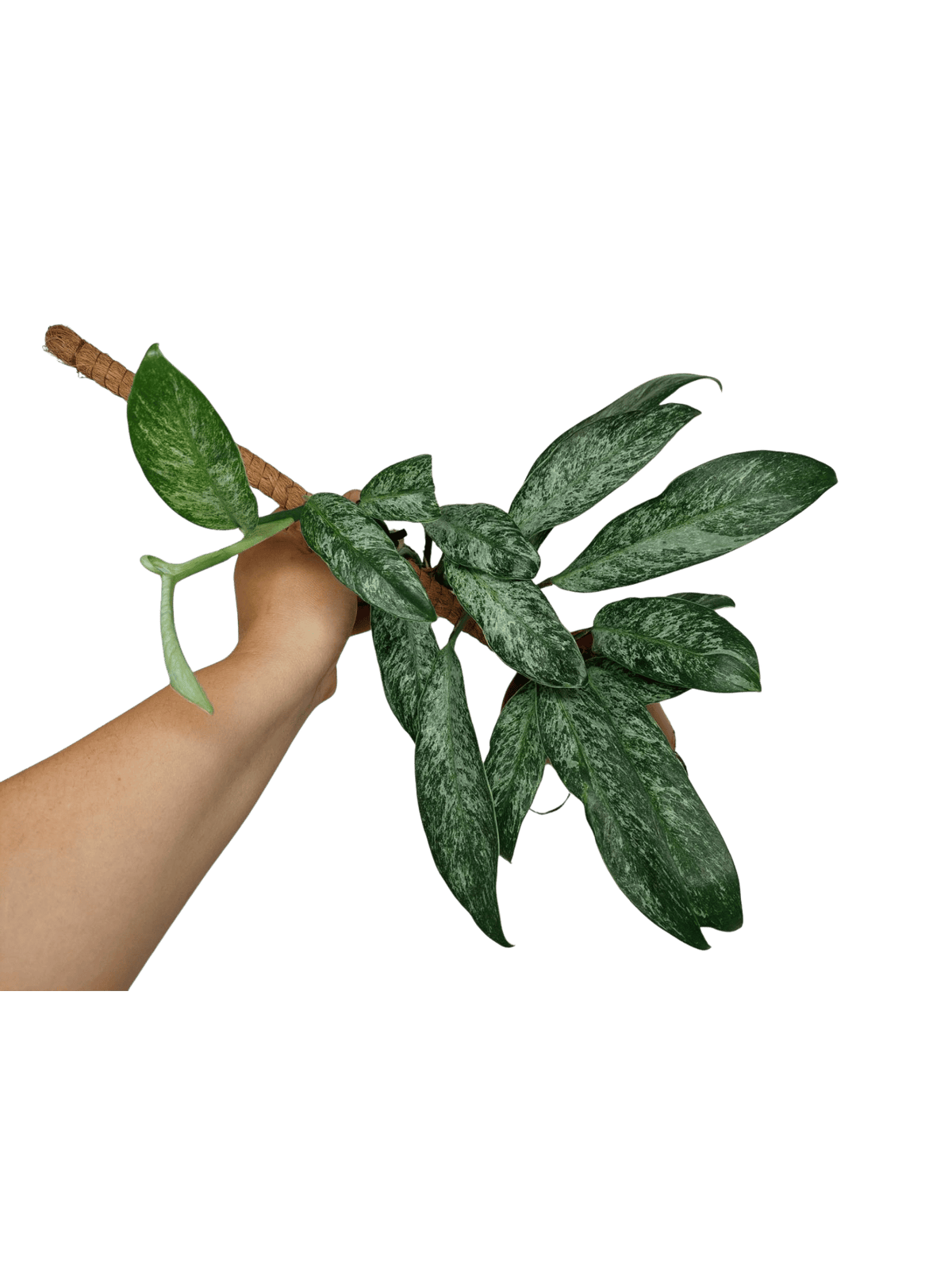 Raphidophora Elliptica Mint