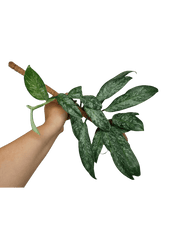 Raphidophora Elliptica Mint