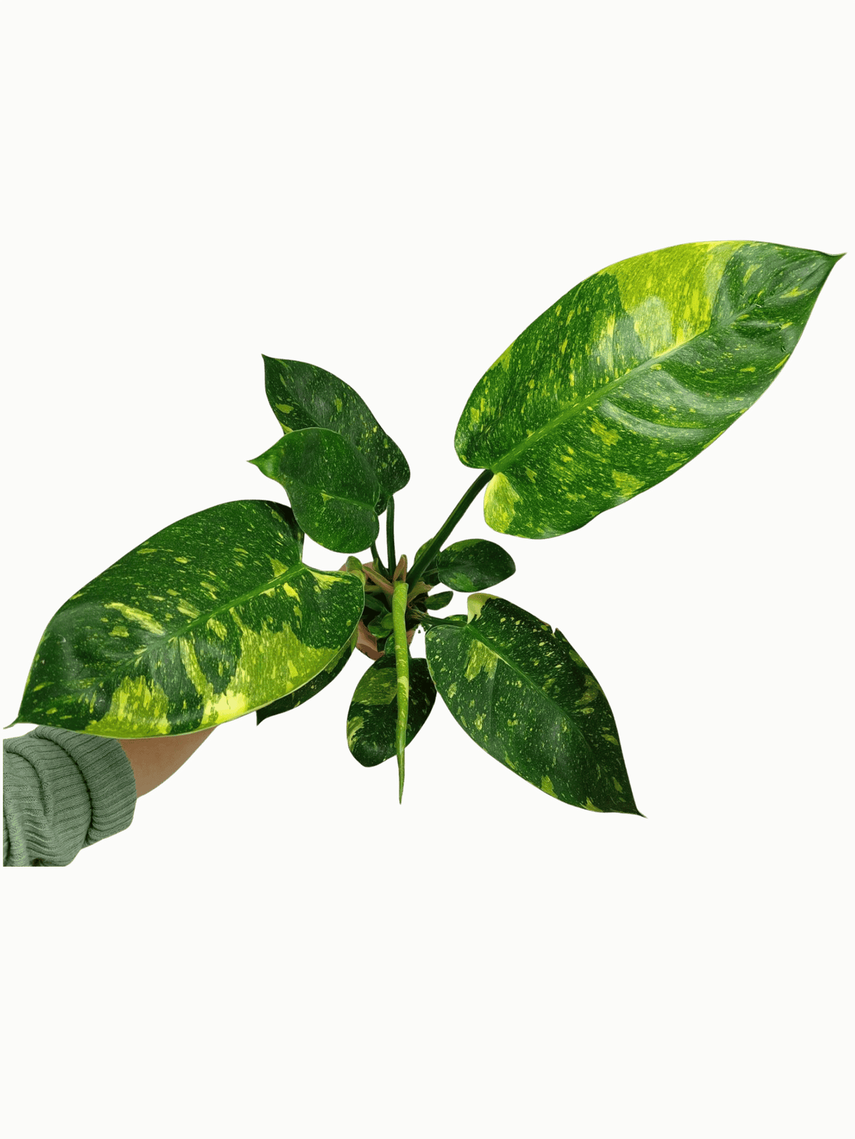 Philodendron Green Congo Variegata groß