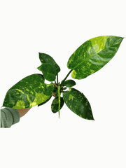 Philodendron Green Congo Variegata groß