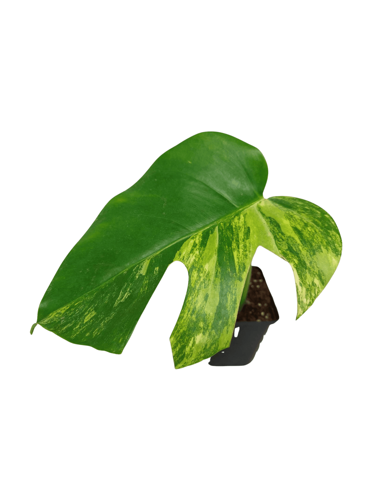 Monstera Aurea Stecklinge
