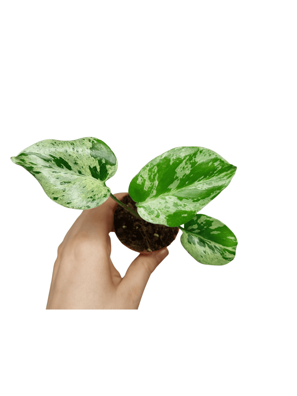 Monstera Bulbasaur (zum aussuchen)