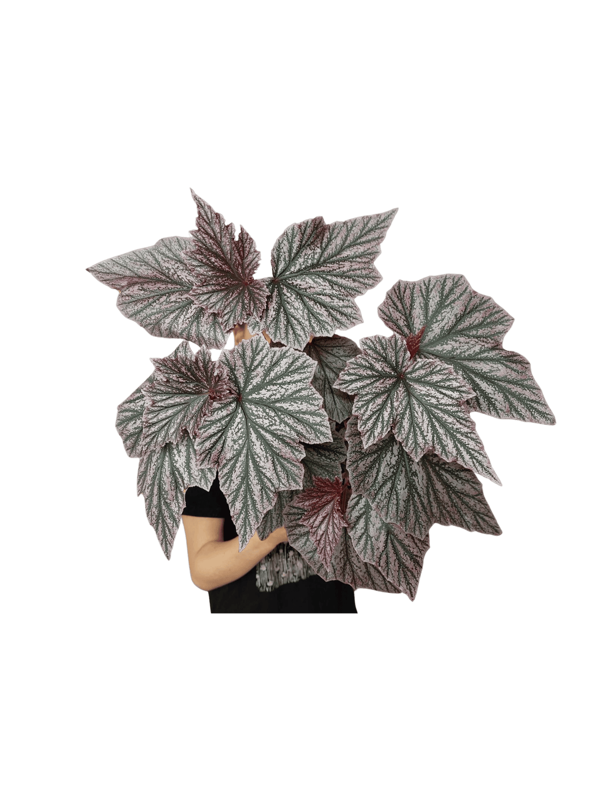 Begonia Pink Minx buschig