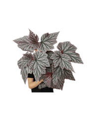 Begonia Pink Minx buschig